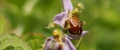 Ophrys abeille 2