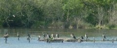 cormorans polder