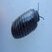 Diplopode (Glomeris annulata)