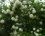 Viorne obier boule de neige - Viburnum opulus