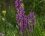 Orchis mâle