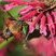 Sphinx colibri (Hemaris thysbe)
