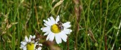 Syrphe sur marguerite