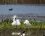 Spatule blanche et Aigrette garzette