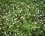 Sutera pauciflora (phlox rampant)
