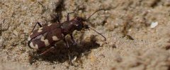 Cicindèle maritime Cicindela maritima