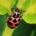 Coccinelle maculée (Coleomegilla maculata)