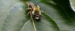 Colletes succinctus sous réserve