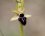 Fleur d'ophrys de Provence - sous réserve