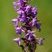 Orchis moustique/moucheron