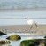 Aigrette garzette