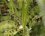 Dactylorhiza maculata - Orchis tacheté - sous réserve