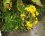 Calceolaria integrifolia