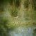 Echasse blanche