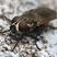 Leucophora obtusa