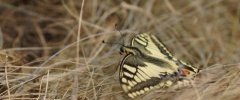 Machaon bisDSC09947