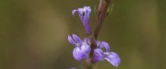 Lobelia urens