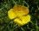 Bouton d'or. Ranunculus acris