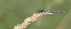 Erythromma viridulum Naïade au corps vertDSC09620