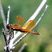 Libellule Périthème délicate (Perithemis tenera) mâle