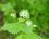 Alliaire officinale