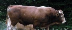 limousin