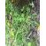 Taraxacum sp.