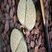 Lithops