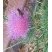 abeille