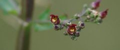 Fleur de Scrophulaire noueuse sous réserve