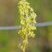 Reseda sauvage ou Reseda jaune