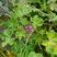 Mauve sylvestre