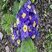 Primula vulgaris