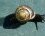 Escargot Helicella