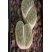 Lithops