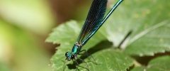 Calopteryx splendens