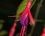 Fuchsia de Magellan