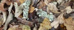 Lichen