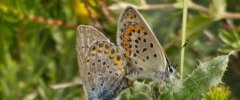 Azuré du genêt Plebejus idas