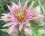 Fleur de Joubarbe des toits, Sempervivum tectorum