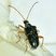 Longicorne à abdomen orange (Pseudogaurotina abdominalis)
