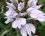 Dactylorhiza maculata ssp. maculata