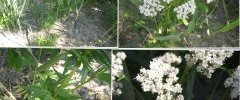 Valériane officinale