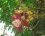 Fleur d'arbre à Boulet de canon, Couroupita guianensis