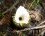 Vue de dessus d'un Satyre puant (Phallus impudicus)