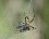 Argiope bruennichi femelle