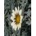 Gazania