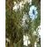 Nigelle, fin de floraison