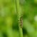Agapanthia villosoviridescens