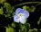 Fleur de véronique petit chêne - sous réserve